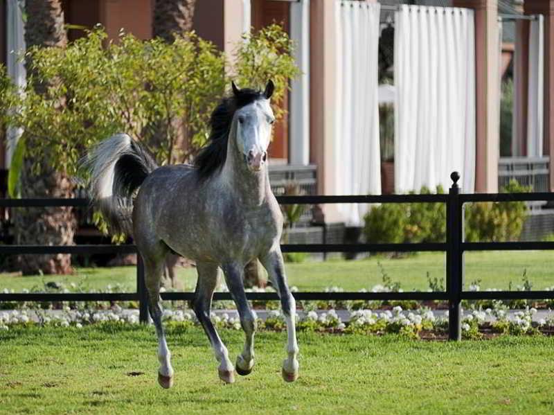 Selman Marrakech Hotel Marrakesh Esterno foto